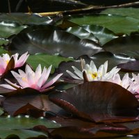 Лето в Ботаническом... Июнь. :: Наташа *****