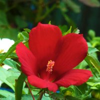 Красный  Гибискус :: Валентин Семчишин