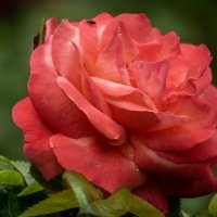 Роза :: Игорь Сикорский