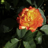 Оражевая роза  Флорибунда :: Валентин Семчишин