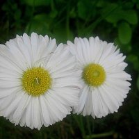 Двое :: Елена Семигина Двое :: Елена Семигина