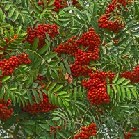 Грозди рябины. :: Сергей Фомичев