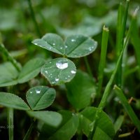 Дождь на листке клевера :: Александр Синдерёв