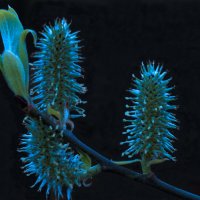 +++ :: Валерий