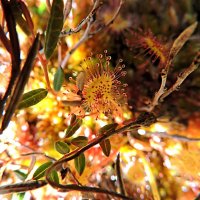 Очарование росянки. :: Мария Васильева