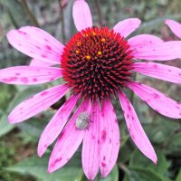 макро :: Наталья 