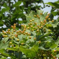 Калина :: Freddy 97