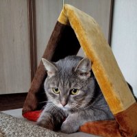 Расстроился :: светлана льдокова