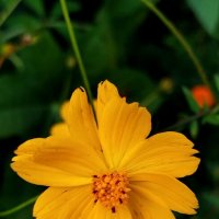 Прелестная космея :: светлана льдокова