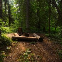 Медведи ушли гулять :: Магомед .