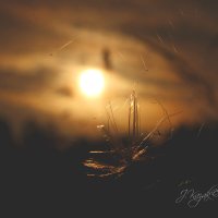 *** :: Елена Kазак (selena1965)