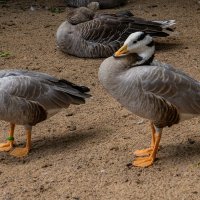 На отдыхе :: Ирина Соловьёва