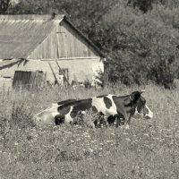 На лугу :: Елена Минина На лугу :: Елена Минина