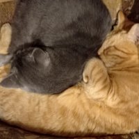 Инь и янь :: Александр Чеботарь