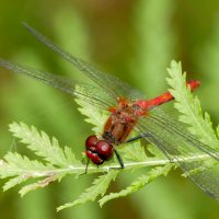 из снятого позапозавчера 3 :: Александр Прокудин