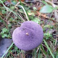 Паутинник фиолетовый :: Наталья Герасимова