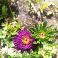 Астра :: Сапсан 