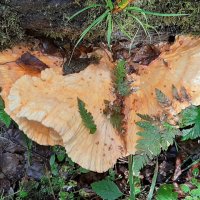 *** :: Наталья Герасимова