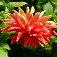 Во всей красе георгин на городской клумбе. :: Милешкин Владимир Алексеевич Во всей красе георгин на городской клумбе. :: Милешкин Владимир Алексеевич