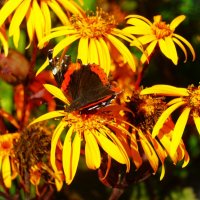 Адмирал на бузульнике :: Aida10 Адмирал на бузульнике :: Aida10