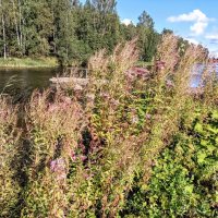 Кипрей на берегу :: Veera V Кипрей на берегу :: Veera V