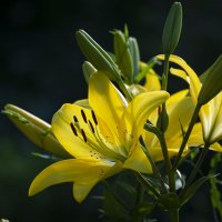 Желтая лилия :: Вадим Басов Желтая лилия :: Вадим Басов