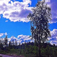 Июль...Береза и облака! :: Владимир 