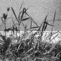 тень травы :: Лера 