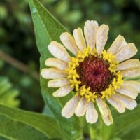 *Циния жёлтая :: Валентин Семчишин