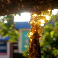 Детали природы :: Роман Савоцкий