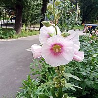 Цветы. :: Владимир Драгунский