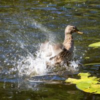 Понторез. :: Валерий Пославский