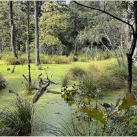 Лесное болото. :: Валерия Комова Лесное болото. :: Валерия Комова