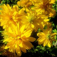 Август :: Елена Семигина