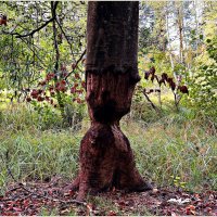 Работа бобра. :: Валерия Комова Работа бобра. :: Валерия Комова