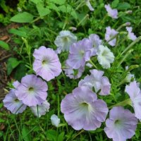 Нежная стайка :: Наталья 