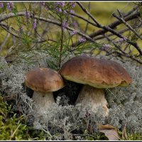 С бровичками :: Aleksandr Gal С бровичками :: Aleksandr Gal