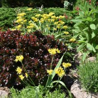 солнечное :: tatiana 