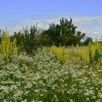 Июньский полдень... :: Надежда Куркина 