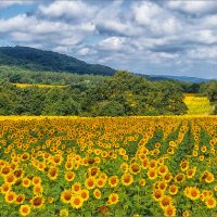 Подсолнухи. :: Сергей Калиновский