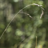 Шанс не падать... :: Андрей Пристяжнюк Шанс не падать... :: Андрей Пристяжнюк