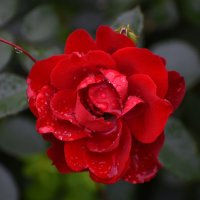 Лето в Ботаническом... Июль. :: Наташа ***** Лето в Ботаническом... Июль. :: Наташа *****