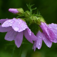 Лето в Ботаническом... Июль. :: Наташа *****