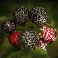 аромат ЛЕТА :: Svetlana Galvez