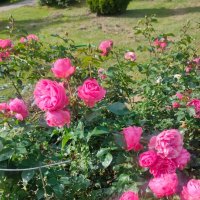 В Ботаническом саду Минска :: Ирэн 