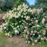 В Ботаническом саду :: Ирэн 