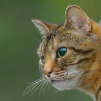 про мусю :: Andrey Bragin 