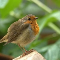 Малиновка. Только что... :: Вячеслав Минаев