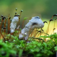 Слизевик плазмодий  на  мху :: Геннадий Супрун