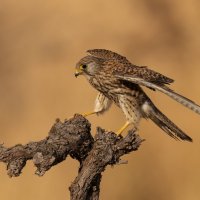 *** :: Евгений Фруман